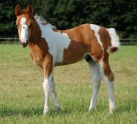 American Paint horse American Paint horse